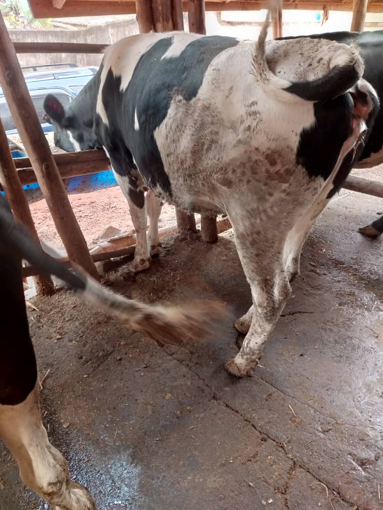 Feed making