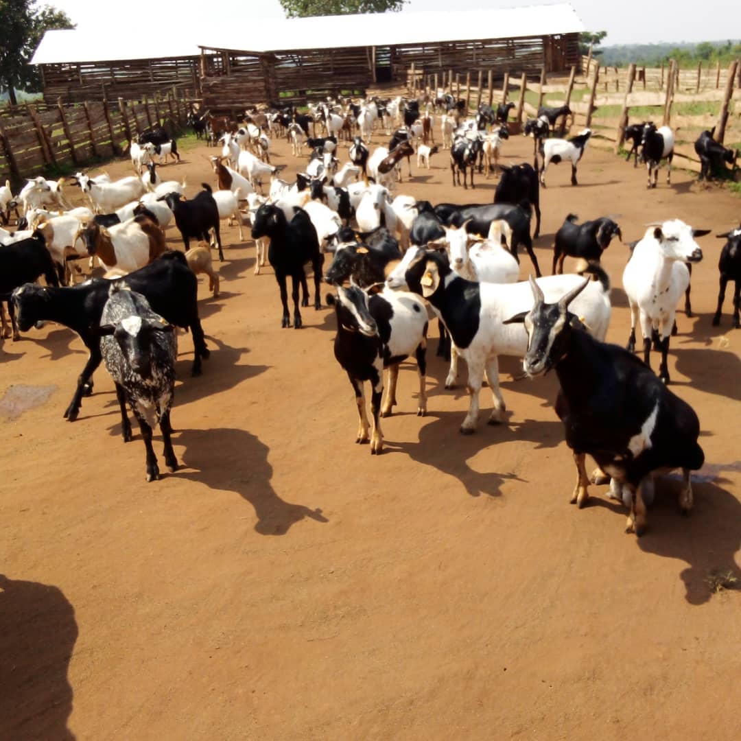 Advisory on goat farming